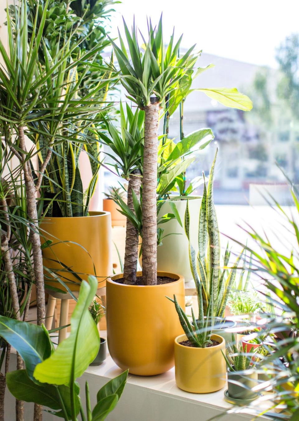 Ponytail palm at the Sill in West Hollywood.