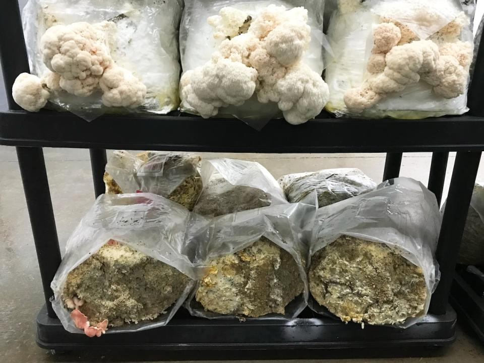 Kempel grows his mushrooms in bags filled with sterilized substrate made of soy hulls and oak. On the top rack there are bags of Lion's Mane mushrooms and underneath are Pink Oyster mushrooms, you can see one popping through on the bottom left.