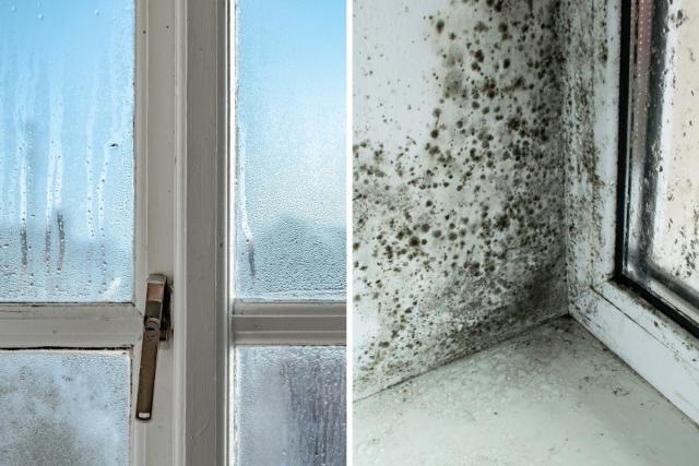 How To Prevent Mold Growth on Window Sills