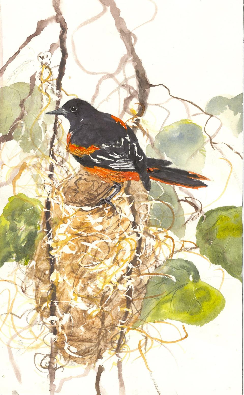 Baltimore oriole