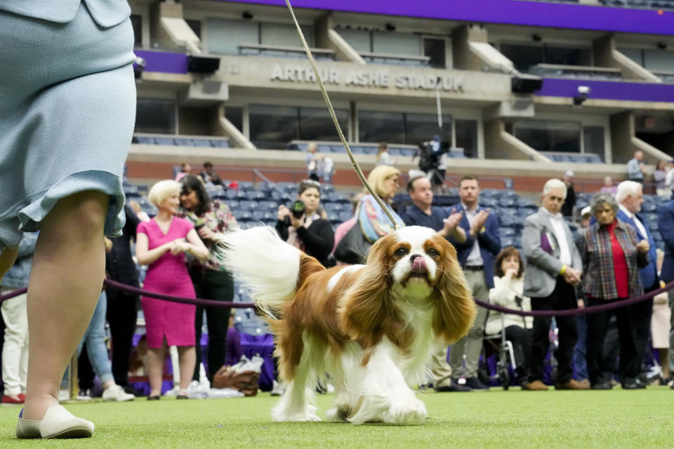 Entrants compete in the Cavalier King Charles Spaniel breed judging in Arthur Ashe Stadium during the 147th Westminster Kennel Club Dog show, Monday, May 8, 2023, at the USTA Billie Jean King National Tennis Center in New York. (AP Photo/John Minchillo)