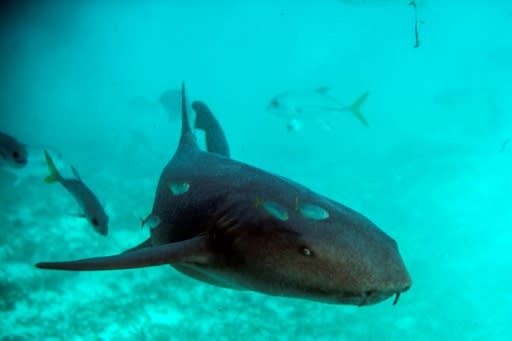 A nurse shark swims at the Hol Chan Marine Reserve coral reef in the outskirts of San Pedro village in Belize, on June 7, 2018