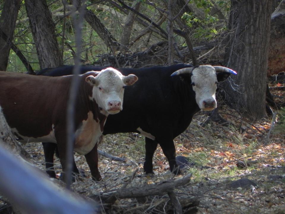 Cows along Bonita Creek on the Johnny Creek Allotment, near the Gila Box Riparian National Conservation Area in southeastern Arizona.