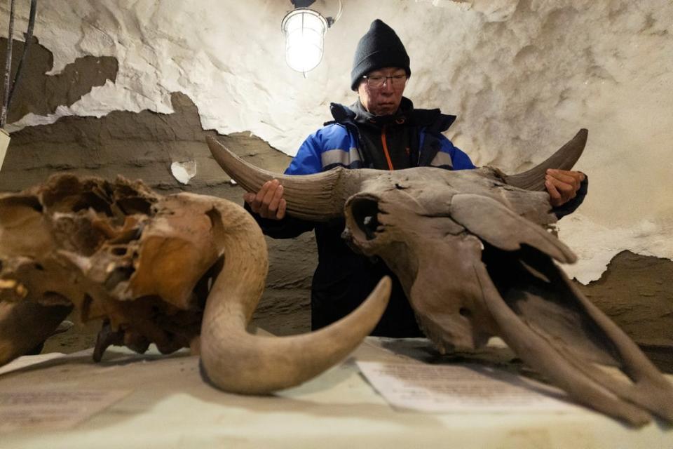 Nikolay Basharin, a scientist, holds a bull's skull in an underground permafrost laboratory (Reuters)