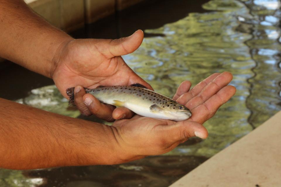 Renaldo Dazen shows off a Brown trout at Alchesay National Fish Hatchery.