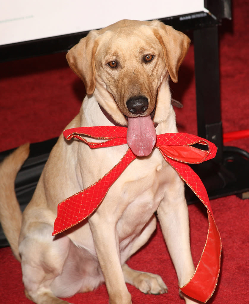 Marley and Me Premiere 2008 Clyde the Dog