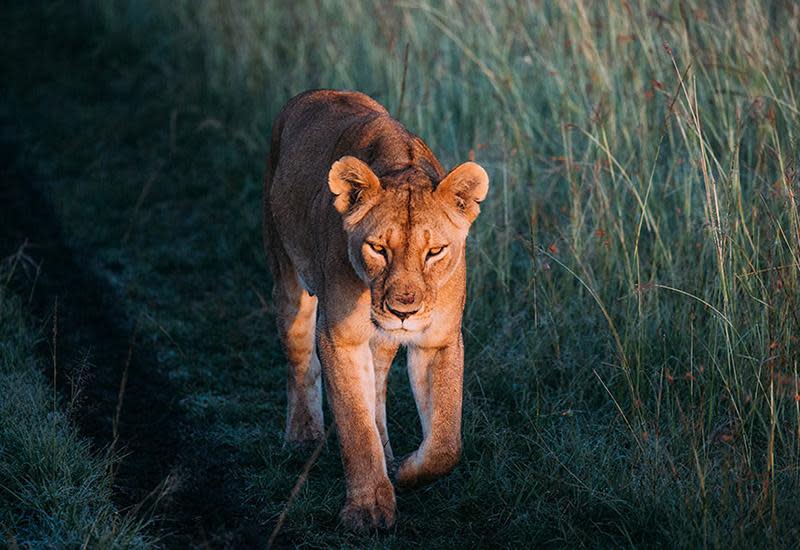 Masai Mara National Park