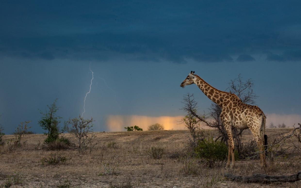 Giraffe in a thunderstorm - Mint Images