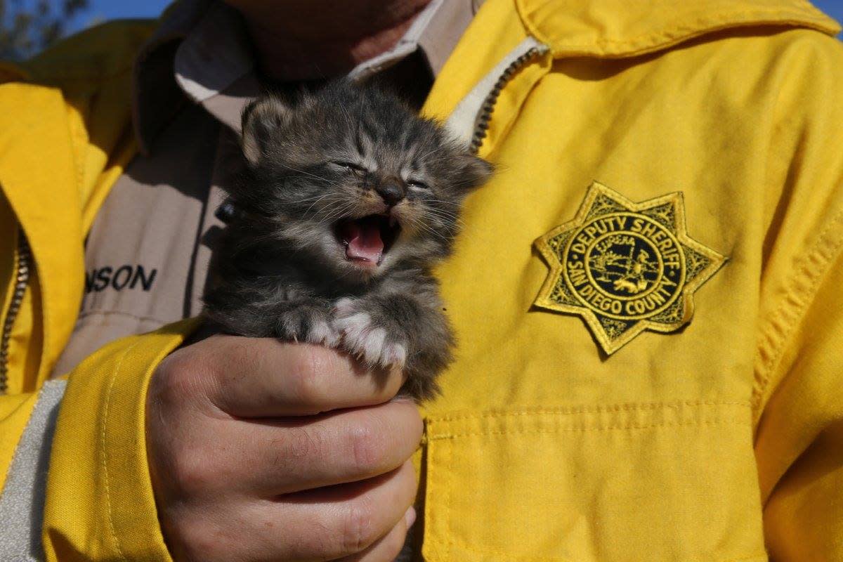 San Diego sheriff’s deputies rescued a box of kittens while wildfires burned throughout the northern county. (Photo: Twitter)