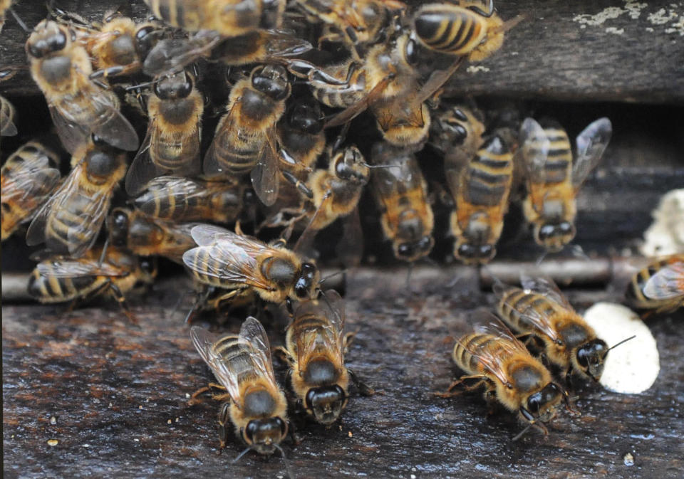 Bees at the entrance to a hive positioned close to manuka bushes. (Photo: Barry Batchelor - PA Images via Getty Images)