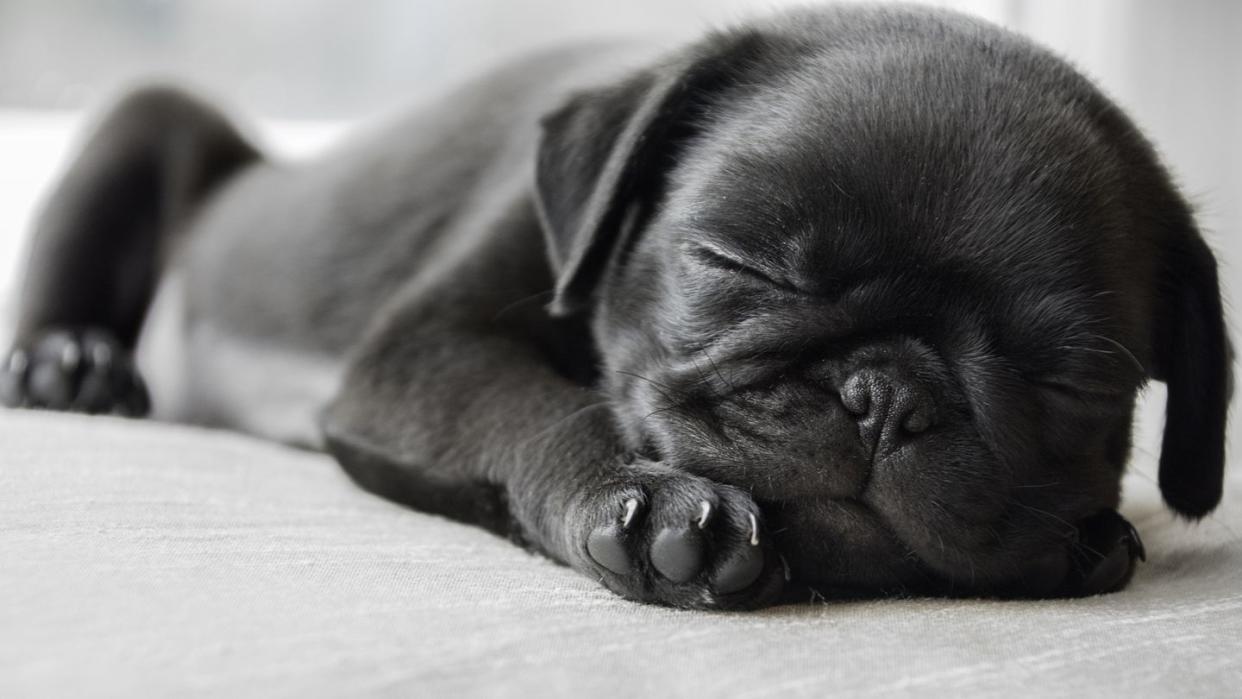 black pug puppy dog lying down asleep facing camera