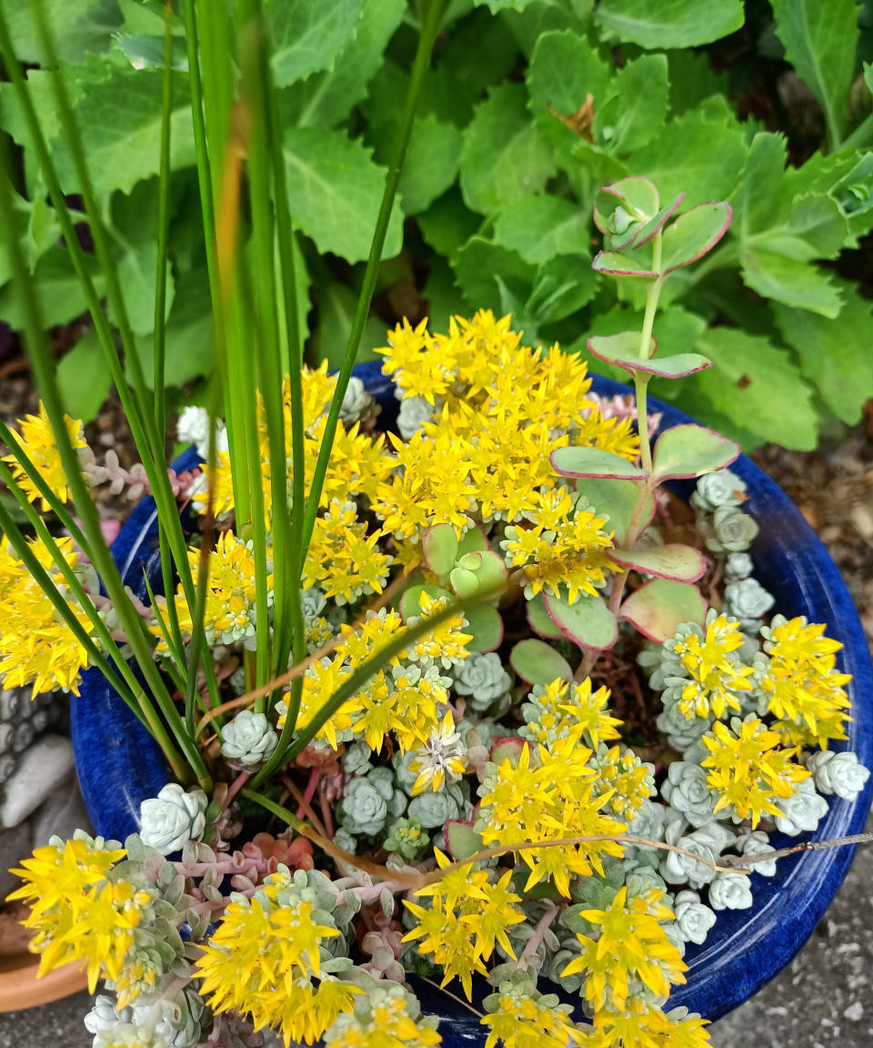 yellow sedum flowers