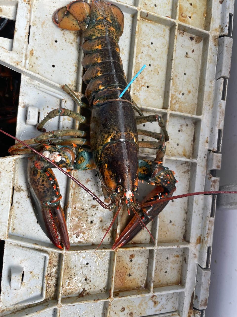 The UNB researchers have tagged about 2,250 so far, through lobster fishing area 36 on the New Brunswick side of the Bay of Fundy. The zone spans from Saint Martins to Deer Island. 