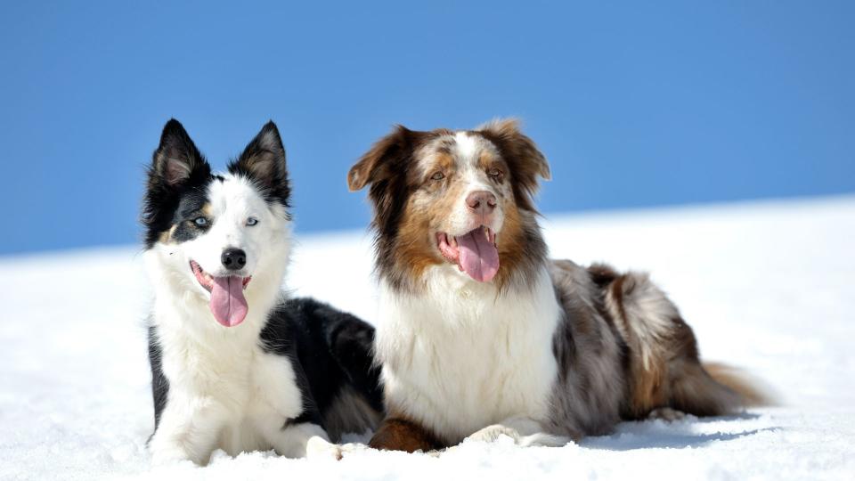 Australian shepherd and border collie sitting together