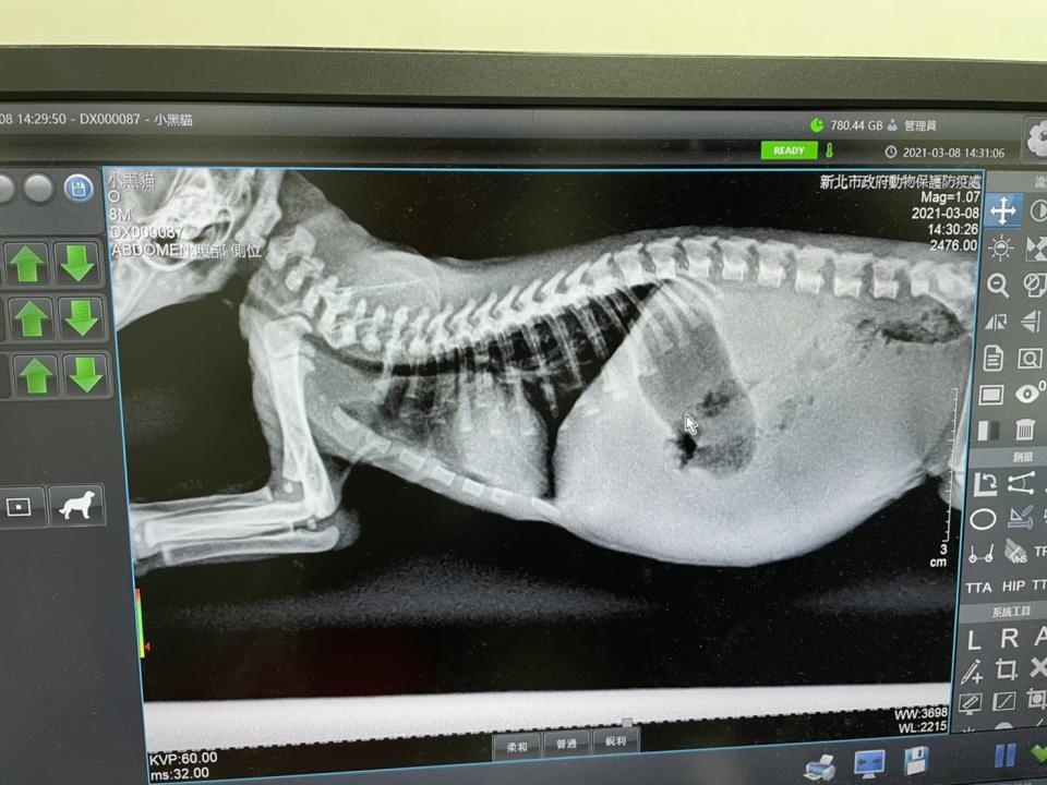 為「煤球」照X光片，肺部有明顯異狀，經診斷是嗆奶引發吸入性肺炎。   圖：新北市動保處提供
