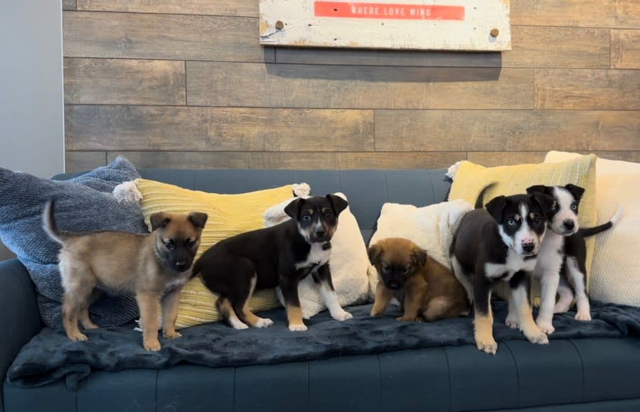 The players of the Park City Tailblazers pose for a photo on Feb. 1, 2024. The puppies will compete in the GTU Pup Bowl and will be available for adoption from Nuzzles and Co. in Park City. (KTVX/Trevor Myers)