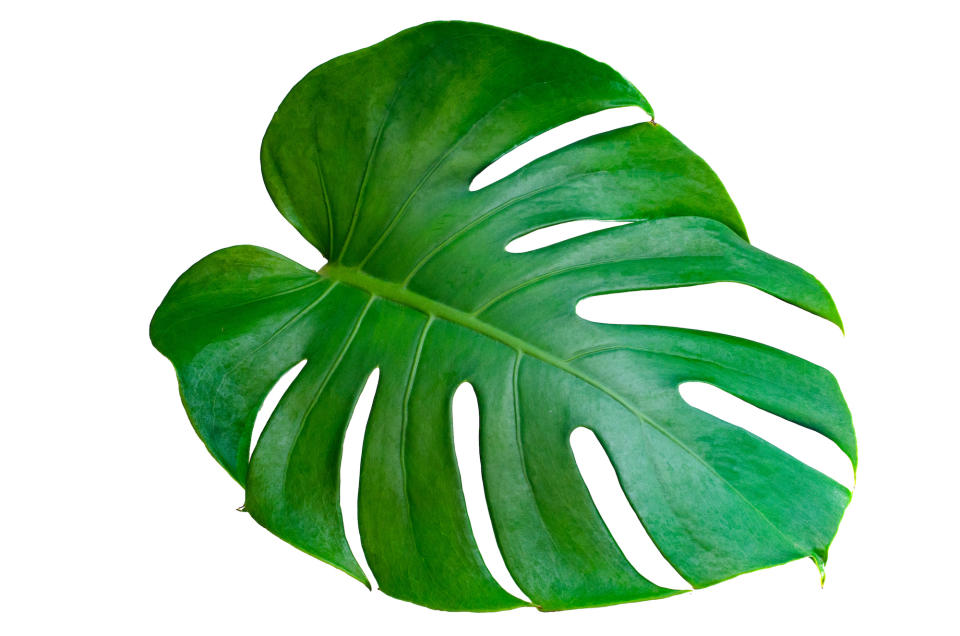 A monstera leaf