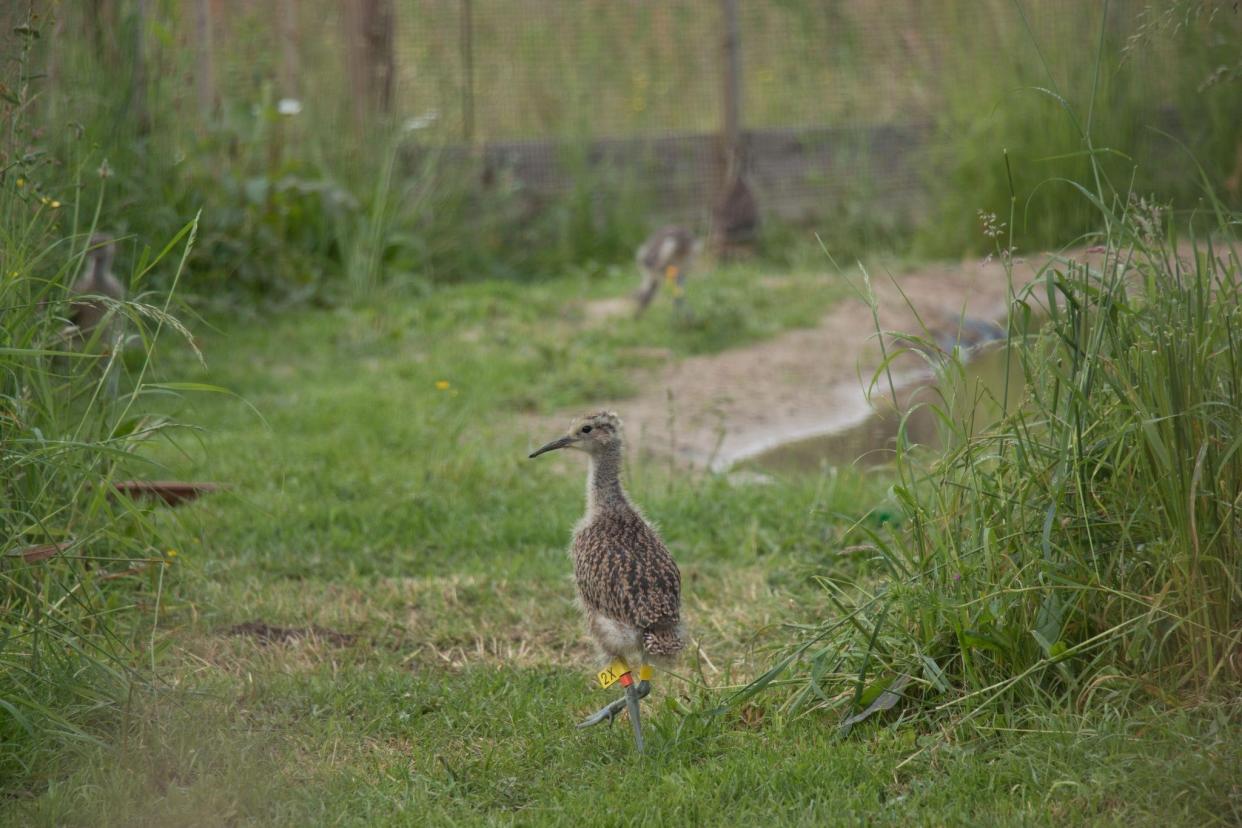 Young curlew before being released (BTO/PA)