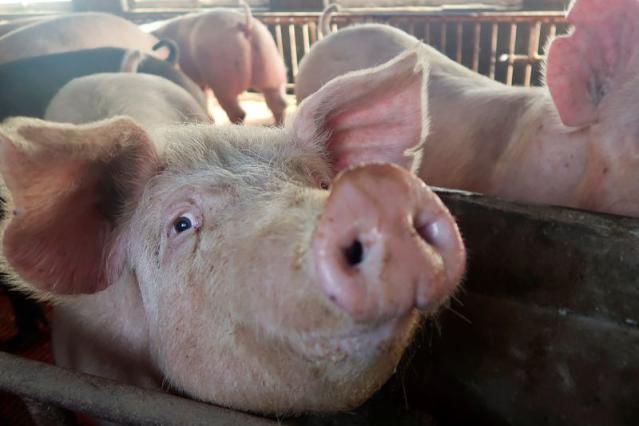 Analysis-China's big pig breeders dig in as losses and debts mount