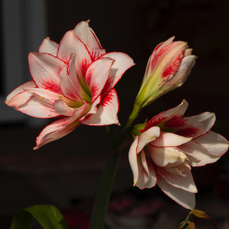 Amaryllis, a Christmas plant.<p>Suzanne D. Williams/Unsplash</p>