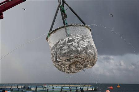 A crane raises a net full of sea bream above a fish farm of Selonda company near Sofiko village, about 100 km (62 miles) southwest of Athens November 12, 2013. The future of Greece's aquaculture industry is important for the country as a whole, as it tries to claw back years of lost competitiveness. REUTERS/Yorgos Karahalis