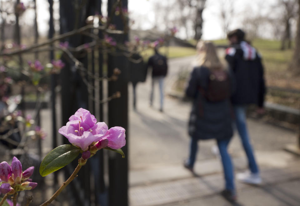 Visitors to Central Park's Conservatory Garden pass a flowering rhododendron, Tuesday, Feb. 28, 2017, in New York. Crocuses, cherry trees, magnolia trees are blooming several weeks early because of an unusually warm February. Some climate experts say it looks like, because of an assist from global warming, spring has sprung what may be record early this year in about half the nation. (AP Photo/Mark Lennihan)