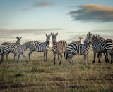 Zebra in the Masai Mara