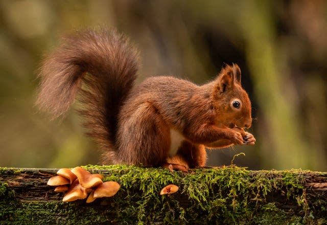 A red squirrel on a log