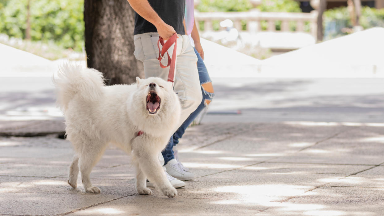  Dog barking on walk. 