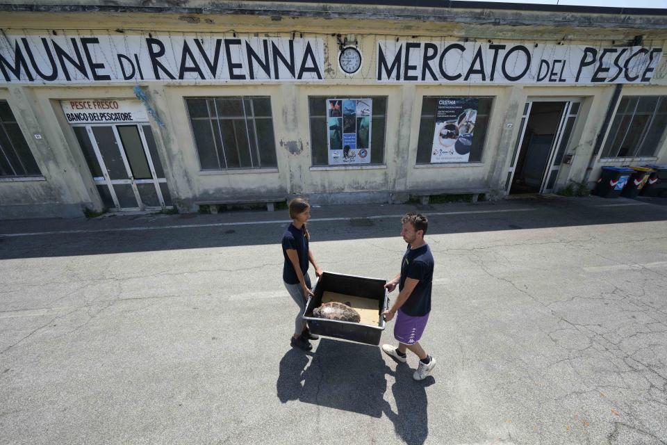 A sea turtle is transported in a basket outside a former fish market by marine biologist Linda Albonetti, left, and director Simone D'Acunto at CESTHA, the Experimental Center for the Protection of Habitats, in Marina di Ravenna, on the Adriatic Sea, Italy, Saturday, June 8, 2024. (AP Photo/Luca Bruno)