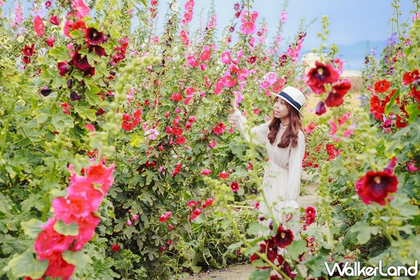 The fields around Xuejia District’s Guanghua Village Activity Center are famous for their <span>hollyhock flowers</span>. (Photo courtesy of Taipei Walker)