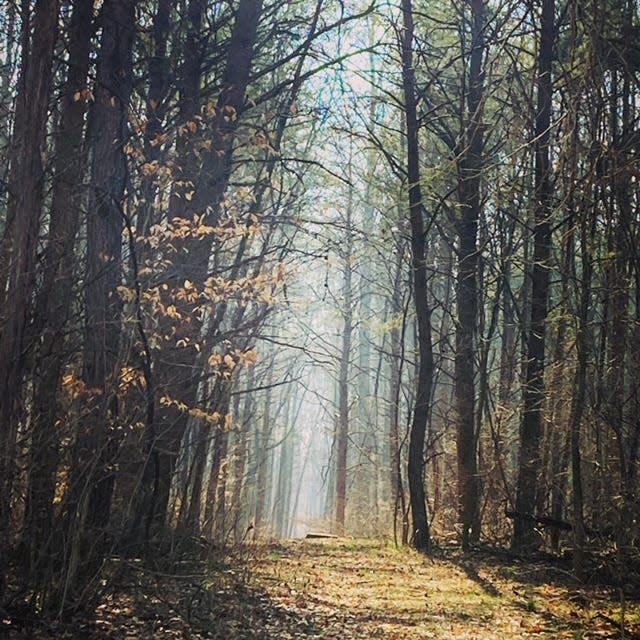 A walk through the forest on trail 5 at Hardy Lake State Recreation Area.