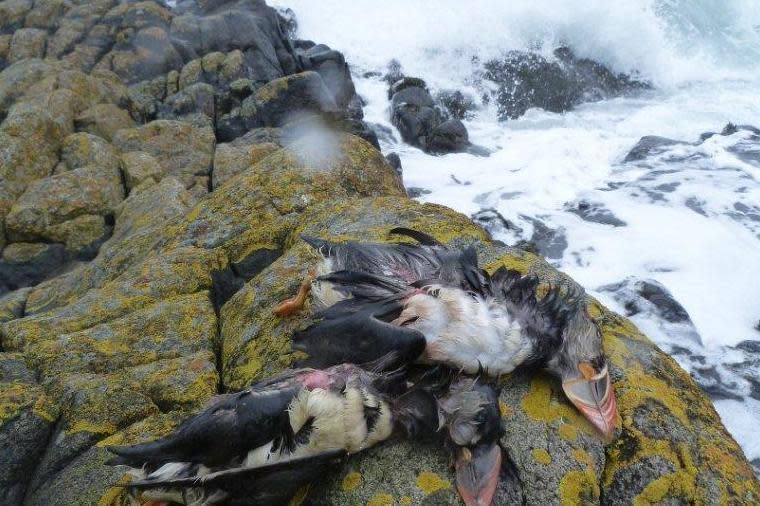 Hundreds of seabirds have been found washed up dead on Scotland’s east coast: Mark Newell
