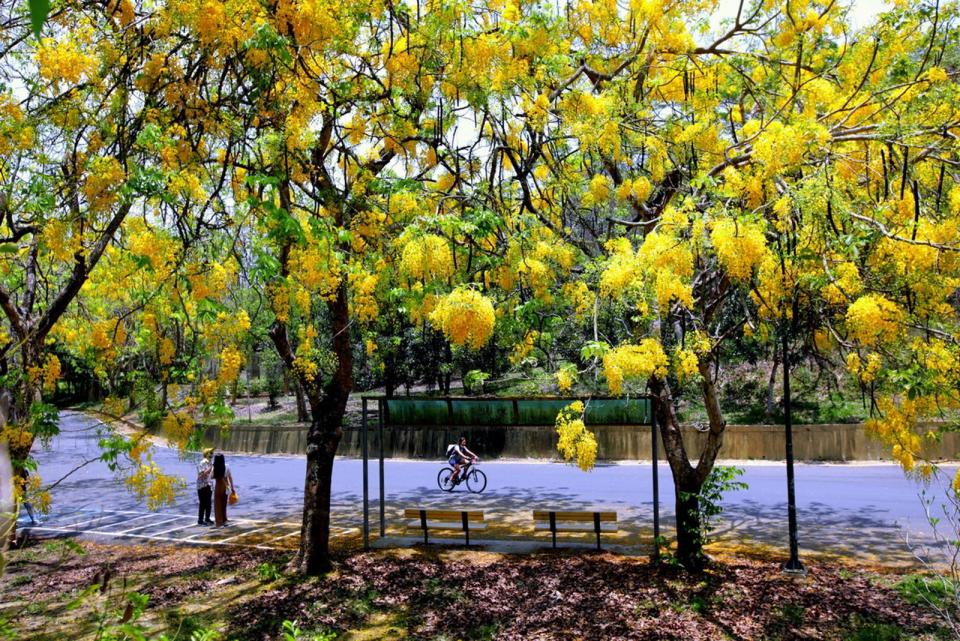 阿勃勒是南台灣夏初的限定美景，在每年的5、6月綻放。