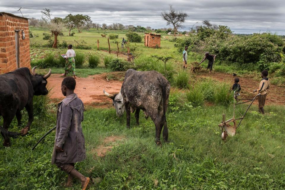 <span class="caption">A family farm in Zambia. Disease in livestock is common, an easy way for pathogens to transfer from animals to people.</span> <span class="attribution"><a class="link " href="https://www.gettyimages.com/detail/news-photo/general-view-from-the-farm-owned-by-linah-and-godfrey-news-photo/1200189322?adppopup=true" rel="nofollow noopener" target="_blank" data-ylk="slk:Getty Images / Guillem Sartorio / AFP;elm:context_link;itc:0;sec:content-canvas">Getty Images / Guillem Sartorio / AFP</a></span>