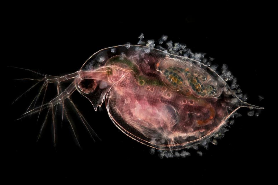 nikon small world Water flea carrying embryos