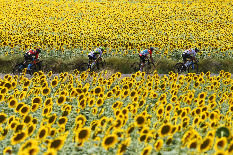 Tour de France riders pass through a field of sunflowers. (Tim de Waele/Getty Images)