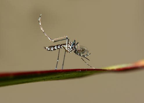   <span class="attribution"><a class="link " href="https://www.shutterstock.com/image-photo/asian-tiger-mosquito-side-view-1264209730" rel="nofollow noopener" target="_blank" data-ylk="slk:Itsik Marom/Shutterstock;elm:context_link;itc:0;sec:content-canvas">Itsik Marom/Shutterstock</a></span>