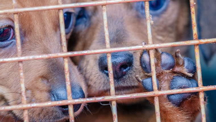 Michigan Police Seize 78 Dogs Kept in “Deplorable Living Conditions”