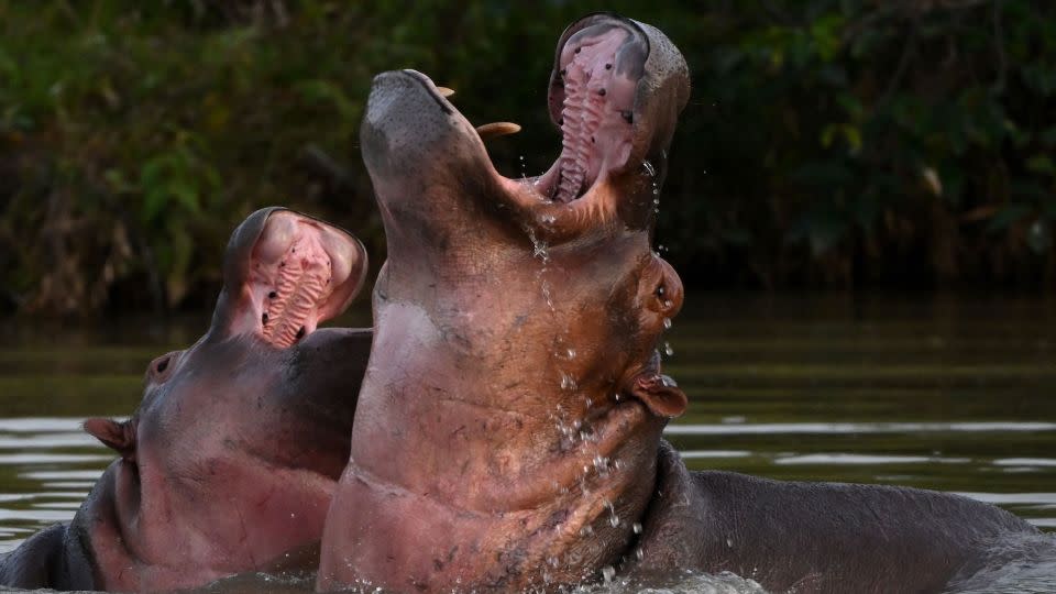The descendants of drug kingpin Pablo Escobar's hippos present an environmental threat. - Raul Arboleda/AFP/Getty Images