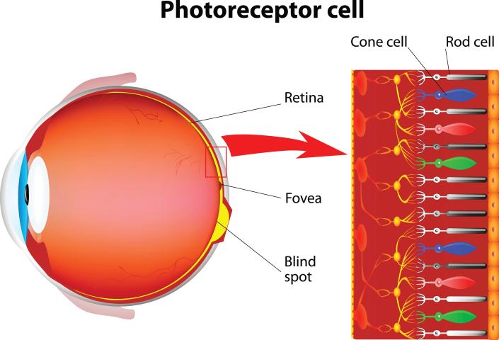 Células fotorreceptoras en la retina del ojo.  Estructura y función de los bastones y de los conos.