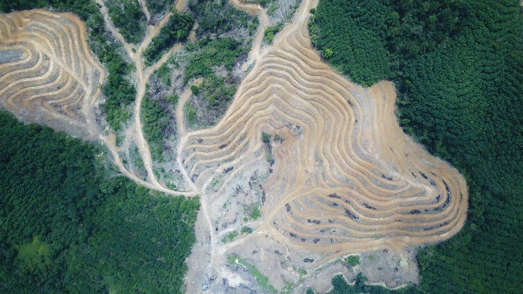 An aerial view of a deforested landscape.