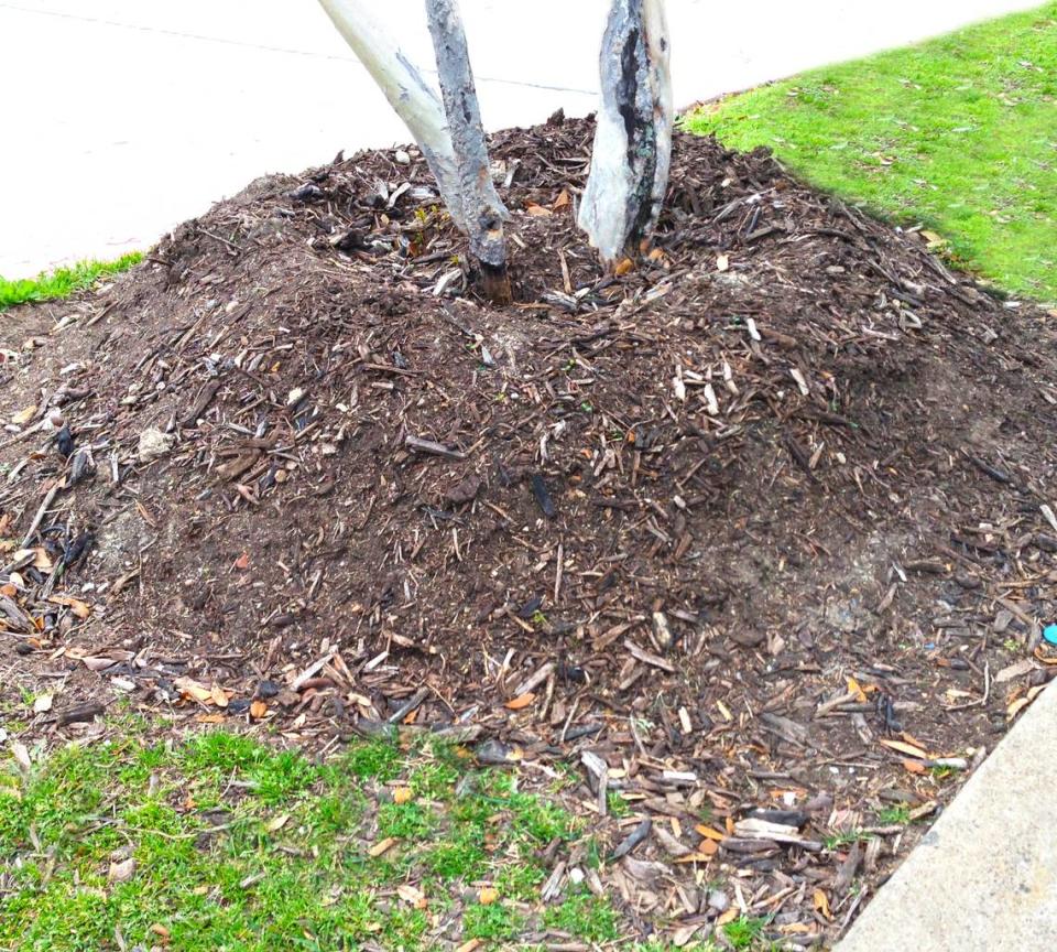 Don’t pile mounds of soil or mulch up around tree trunks. This makes it difficult to get water down to the roots.
