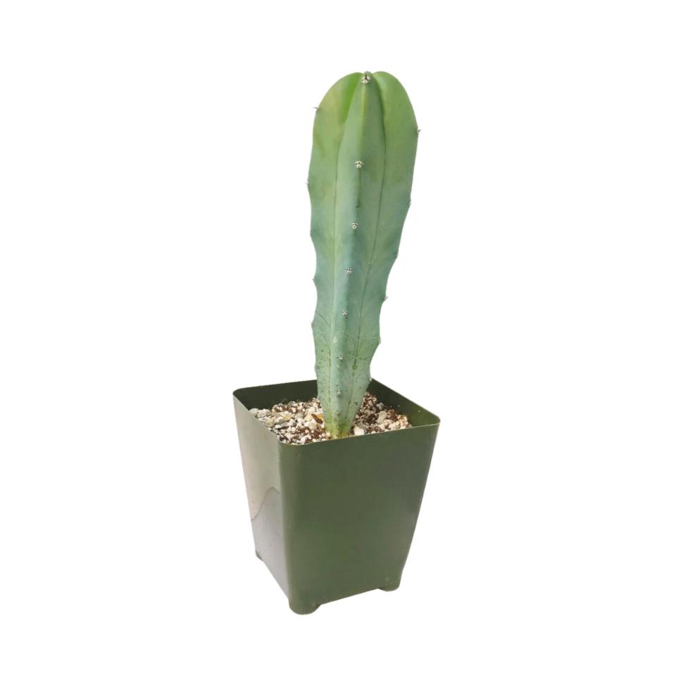 Blue candle cactus