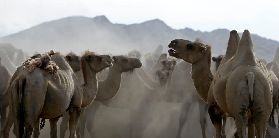 Camels stand on a desert near the Takhin Tal National Park,