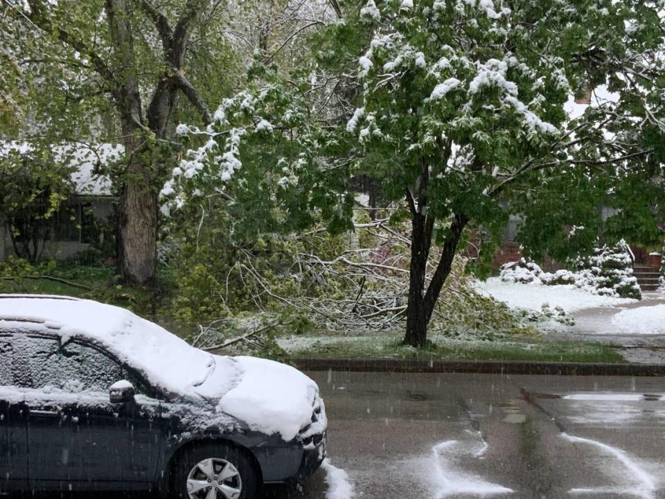 Boise North End residents woke up to freak spring snowstorm on Monday, May 9, 2022. Neighborhood streets and properties are littered with downed tree branches, like these on West Lemp Street.