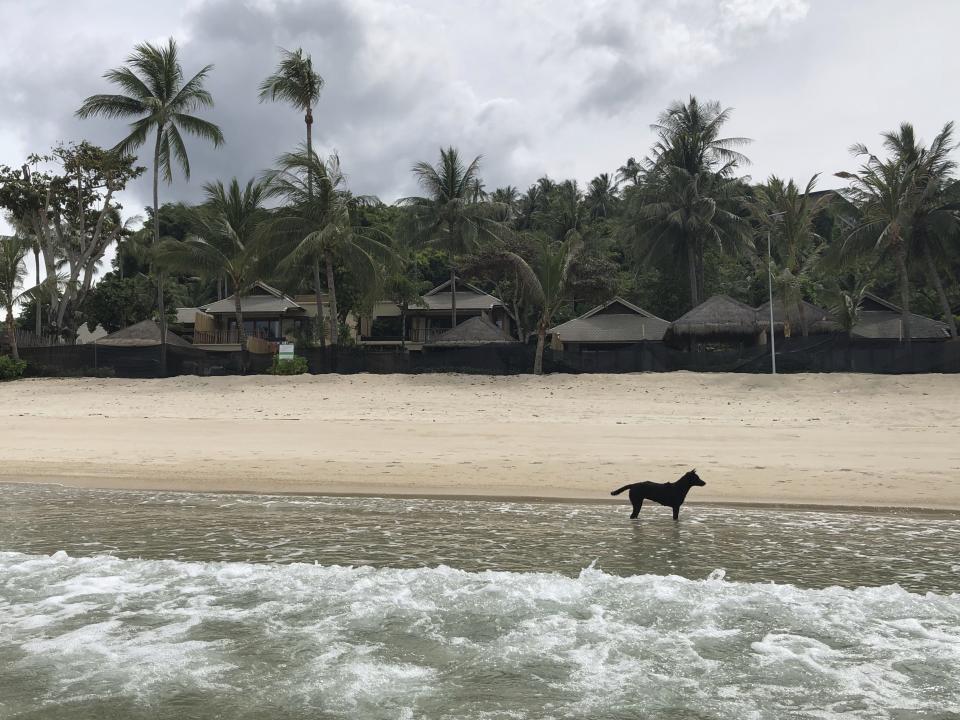 Un perro deambula en una playa frente a un hotel de lujo cerrado por la pandemia en la frecuentada isla turística de Koh Phangan, Tailandia, el jueves 2 de julio de 2020. (AP Fhoto/Adam Schreck)