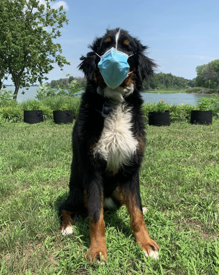 This pooch Ozzy posed for a post from his owner asking everyone to "please wear a mask". Source: Instagram/ozzylebouvier