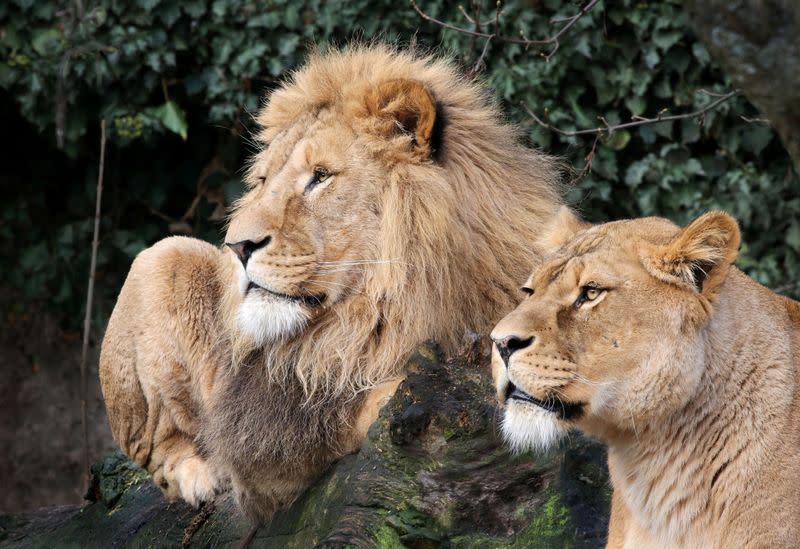 Lions are seen in their counpound at the Artis Amsterdam Royal Zoo