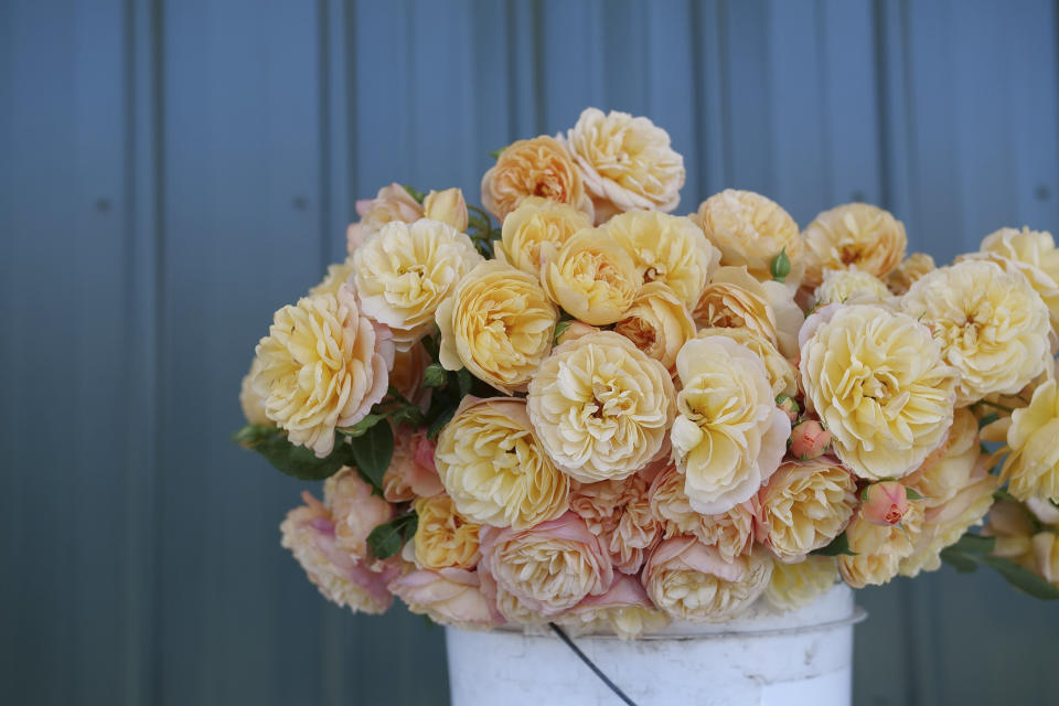 This image provided by Proven Winners shows a bunch of cut Flavorette Honey-Apricot roses in a pail. (Proven Winners via AP)